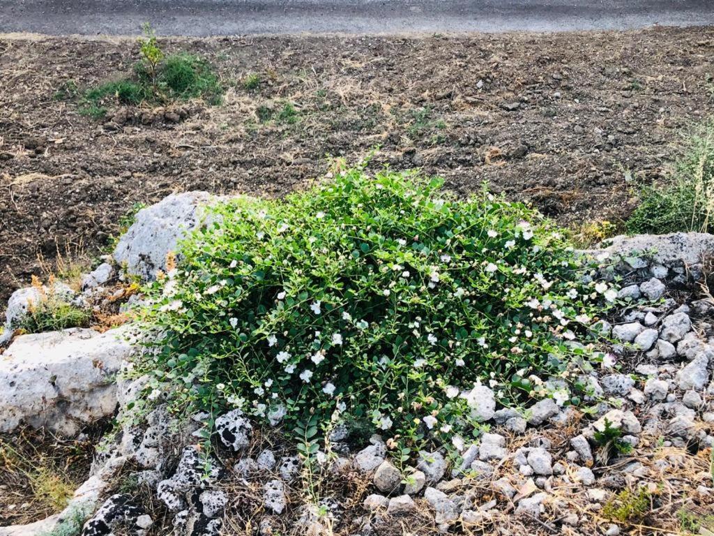 B&B Tenuta La Puntara Caltanissetta Luaran gambar