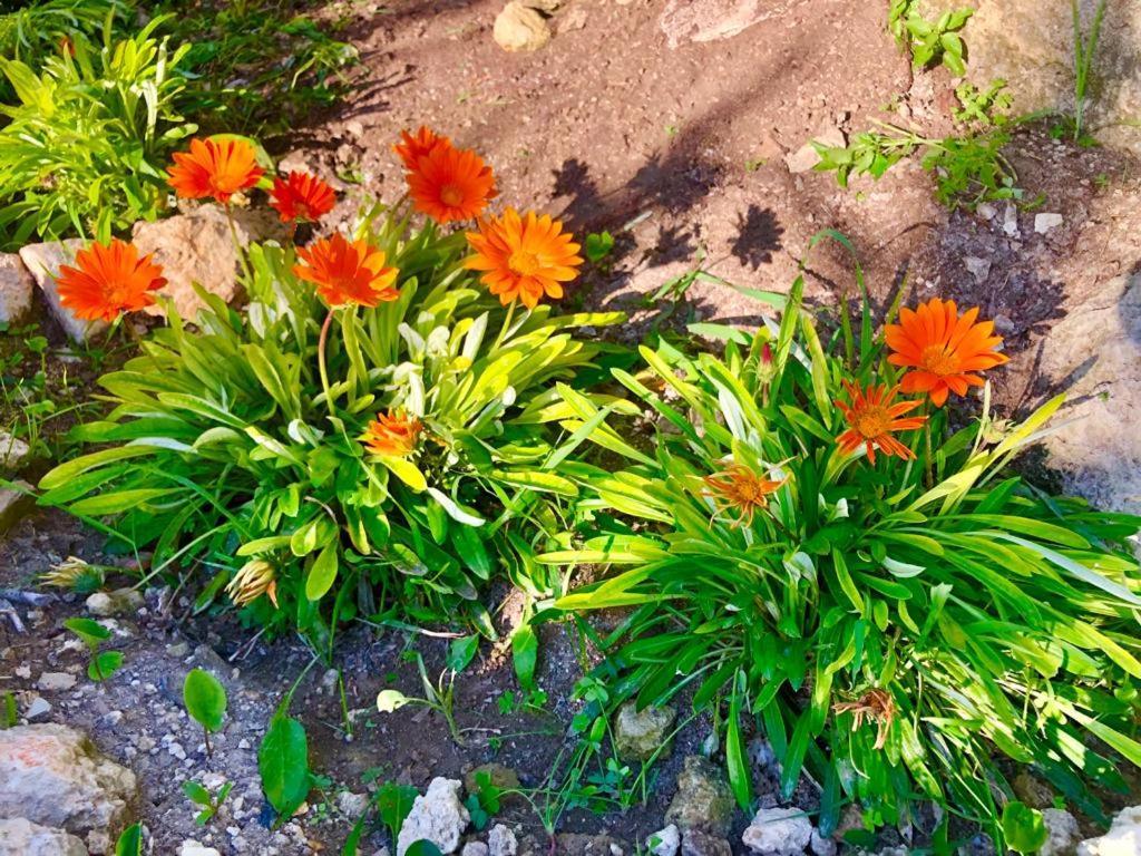B&B Tenuta La Puntara Caltanissetta Luaran gambar
