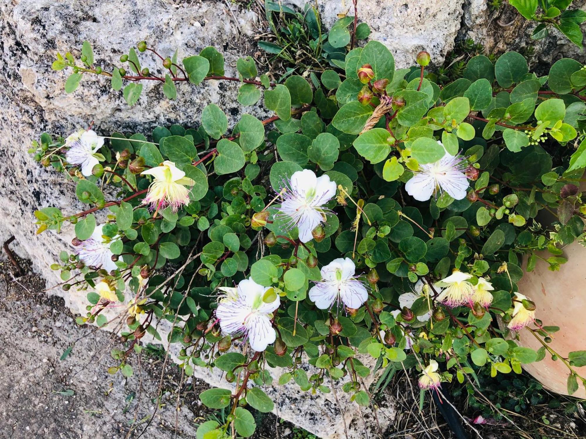 B&B Tenuta La Puntara Caltanissetta Luaran gambar